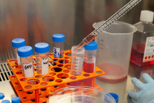 scientific research, test tubes closeup in scientific laboratory