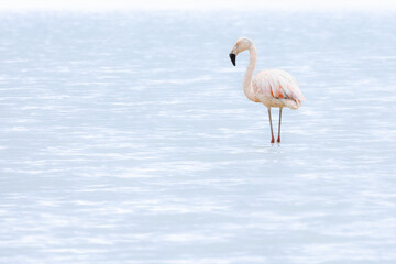 flamingo in the water