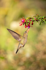 hummingbird feeding on flower