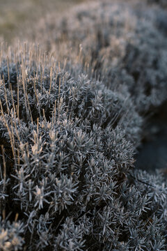 close up of lavender in winter
