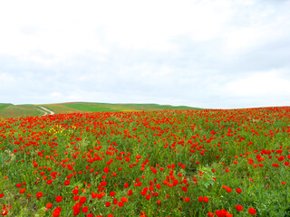 Poppy field in the mountains against a dramatic sky. Kyrgyzstan. Natural landscape