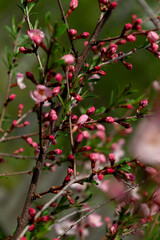 Bright pink sakura flowers on branches