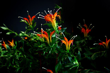 Bright eschynanthus flowers with green leaves on a black background