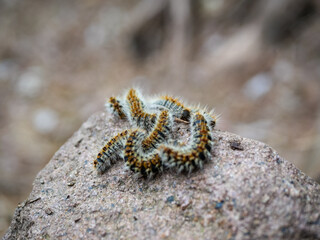 Corse - Randonnée sentier GR20 - Refuge de Carrozu