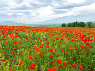 Beautiful flowers of red poppies in the mountains. Spring landscape