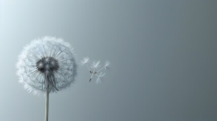 Elegant Dandelion Seed Drifting in Minimalist Composition with Clean Digital Aesthetic