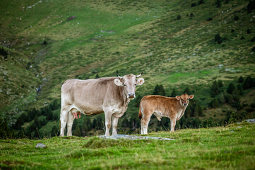 Cow and calf in the high mountains