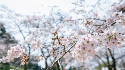 Cherry blossom at Homangu Kamado shrine, Dazaifu, Fukuoka