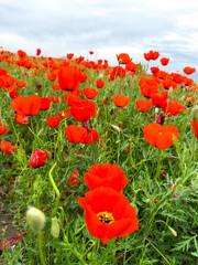 Beautiful flowers of red poppies in the mountains. Spring landscape