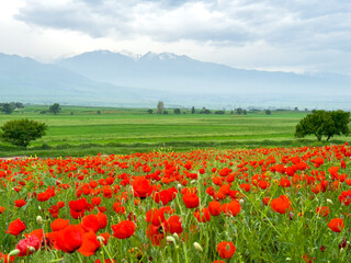 Beautiful flowers of red poppies in the mountains. Spring landscape