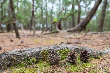 3 Pine cones by tree root at Niji no Matsubara grove in Karatsu, Japan