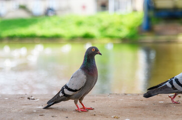 A flock of city Pigeon's feeding, living and breeding in communities. Bright iridescent, colourful plumage, 