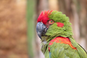 Photo of a parrot head, with green and red feathers