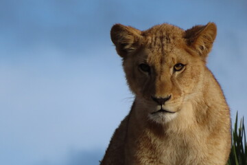 Lion cub looking in our direction. In the background, the sky is blue.