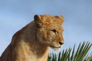 Obraz premium Lioness staring in one direction. In the background, the sky is blue, with some green colors of nature