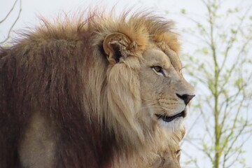 Lion. Head seen slightly in profile. Very beautiful mane
