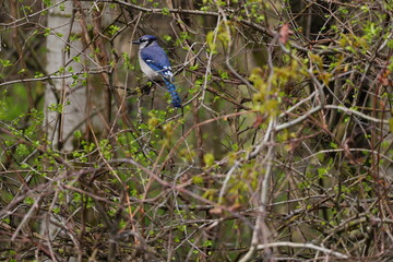 blue jay on a branch