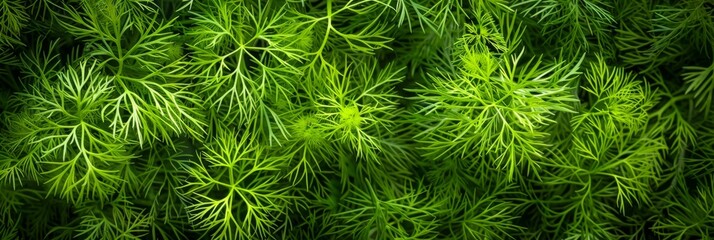 Fototapeta premium Dill sprig texture background, fresh fennel twigs pattern, raw herb plant bunch banner, fragrant dill leaves