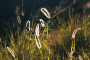 nature in spring