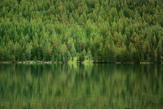 Forest Reflection on Calm Lake 