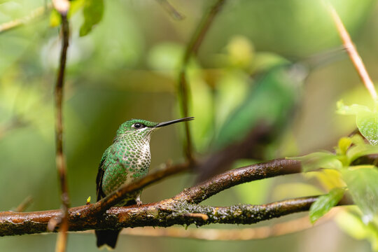 Green bird close up
