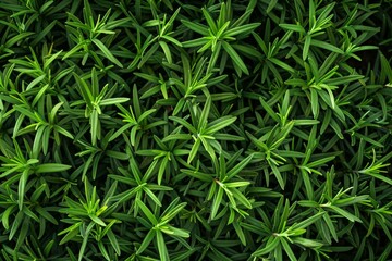 Fresh rosemary twig texture background, green rosemary sprig pattern, seasoning twigs banner