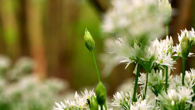 Closeup focus pull of wild garlic buds and flowers in a British woodland
