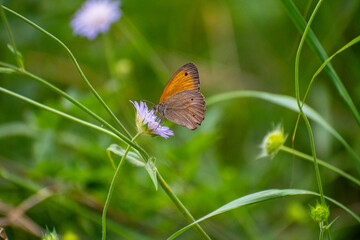 Closeup beautiful butterfly sitting on the flower.