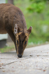 Inquisitive Deer Eating Seeds from a Paved Pathway