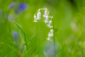 Selective focus of white bluebells flowers in the garden, Hyacinthoides non-scripta is a bulbous perennial plant, A flowering plant in a family of Asparagaceae, Nature floral pattern background. - Powered by Adobe