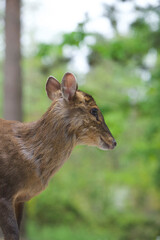 Elegant Deer Standing and Inspecting Outdoors in Front of Greenery