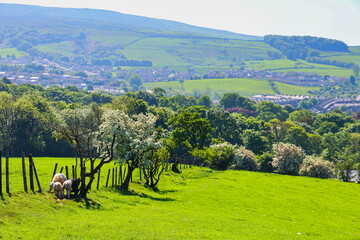 Spring lambs in Yorkshire