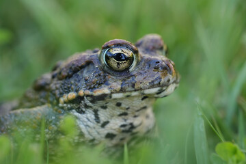 Closeup on an adult Western toad, Anaxyrus or Bufo boreas sitting on the grass