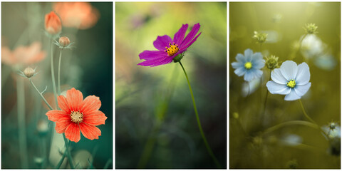 Kolaż, piękny, letni kwiat, pastelowy kolor. Jasne dekoracyjne tło kwiatowe. Bukiet kwiatów,...