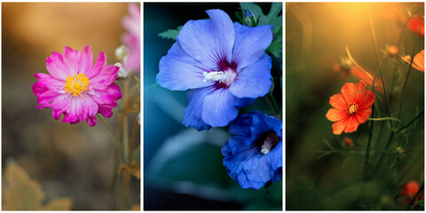 Kolaż, piękny, letni kwiat, pastelowy kolor. Jasne dekoracyjne tło kwiatowe. Bukiet kwiatów, puste miejsce na tekst, życzenia, zaproszenie  © anettastar