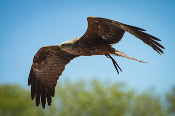 view of a black kite during a falconry show