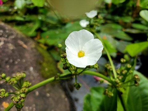 white flower in the garden