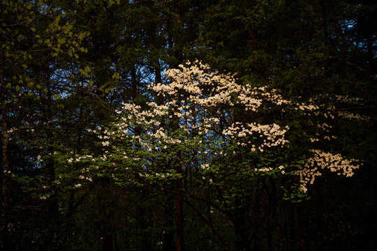 Dogwood at dusk