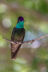 Rivoli's Hummingbird