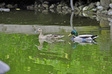 Duck Couple Series