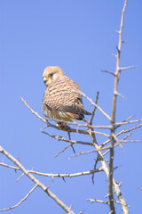 bird on a branch