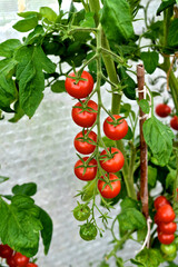 Tomatoes Growing on Vine