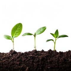 Young sprouts isolated, new plant side view, young green seedling in black earth pile closeup isolated