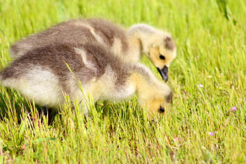 Canada Gosling Pair 01