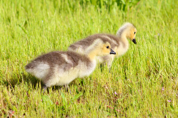 Canada Gosling Pair 02