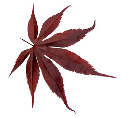 Dark red maple leaf in autumn colors, isolated image, transparent background
