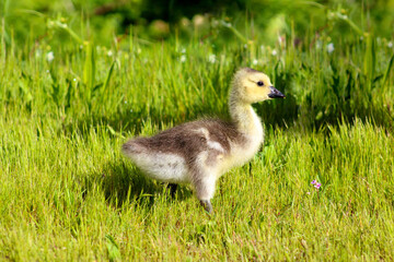 Canada Gosling 02