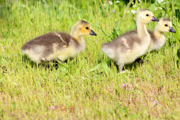 Canada Gosling Bunch 05
