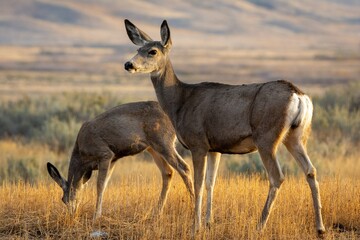 Mule deer in Grasslands National Park, Canada 