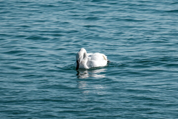 swan on the lake